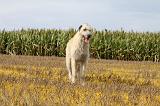 IRISH WOLFHOUND 106